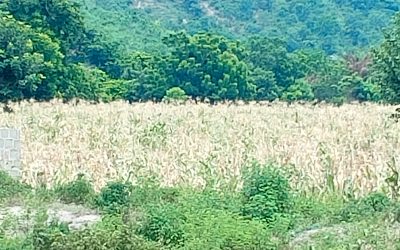 Drought: Kogi Govt, AFAN Seek Divine Intervention